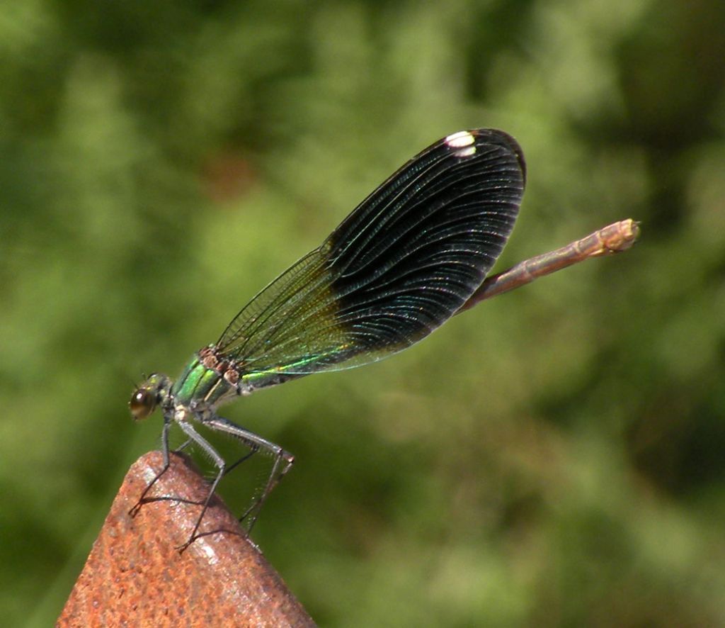 Forse qualche Calopteryx virgo?